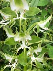 Image result for Habenaria rhopalostigma