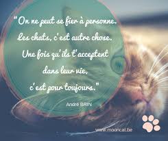 Epingle Sur Citations De Chats