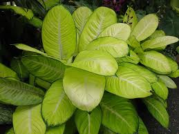 Dieffenbachia Green Plants Plant Leaves Plants