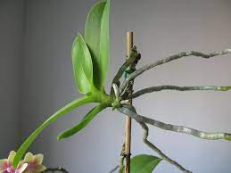 It is important to avoid cutting healthy stem. Orchid Keikis Orchid Propagation From Keikis