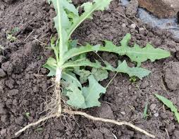 Image result for Sonchus schweinfurthii