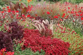 Rotes Beet Bilder Und Fotos Blumenbeet Garten Pflanzen Blumenbeete