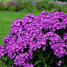 Phlox Paniculata Laura Perennial Resource