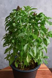 Image result for Ocimum