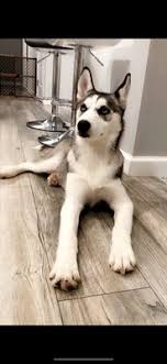 Visit our puppies for sale in new jersey. Nj Puppy Store 13 Reviews Pet Stores 24 02 Broadway Fair Lawn Nj Phone Number Yelp