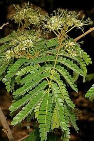 Image result for Albizia adianthifolia