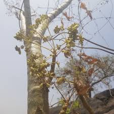 Image result for Steganotaenia