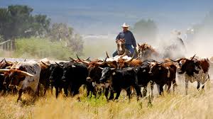 Vonlane operates a bus from austin to fort worth twice daily. Texas Eagle Train Amtrak