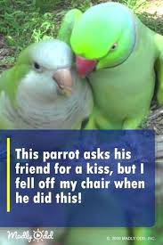 Birds Feeding Birds Sheet Birds 9f Prey Birds Of Prey Dc Universe Bird Supplies Store Near Me Bird Seed Sunflower Funny Parrots Funny Birds Parrot
