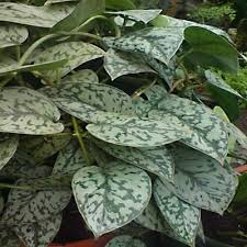 112 Of The Best Paludarium Plants Available Extensive List In 2020 Plants Philodendron Pothos Plant
