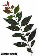 Image result for Diospyros abyssinica