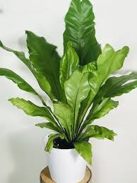Les plantes d'ombre ne manquent pour les foug res, l'auteur nous renvoie vers le livre co. La Fougere Nid D Oiseau Ou Asplenium Une Plante D Interieur Ornementale Osez Planter Ca Pousse