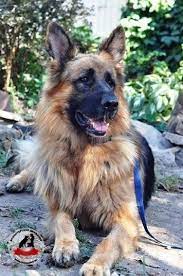 nemeckaya ovcharka dlinnosherstnyj kobel brajt 4 5 let v dar dobrym lyudyam super krasavec zvezda kalendarya na 2019 god genialnyj brajt animals gsd dogs