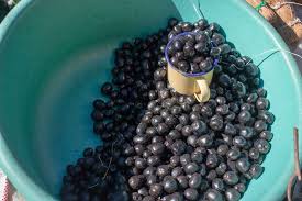 Image result for Anisophyllea boehmii