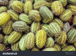 Image result for Cucumis anguria