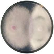 การยับยั้งเชื้อรา Phytophthora parasitica ด้วยเชื้อราปฏิปัก