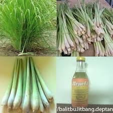 Selain itu serai wangi juga digunakan sebagai racun serangga dan juga pencuci lantai. Tanaman Sereh Wangi Cympogon Nardus Dan Manfaatnya