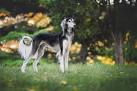 Saluki Puppies for Sale from Reputable Dog Breeders