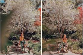 Descanso gardens is at 1418 descanso drive in la canada flintridge. Mother S Day Cherry Blossom At Descanso Gardens Inara By May Pham