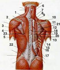 This type of pain tends to be localized to the lower back, buttocks, and sometimes the top of the legs. Human Anatomy Lab Back Muscles Flashcards Quizlet