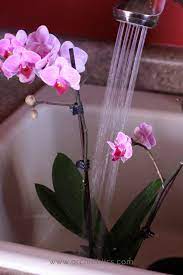 How To Properly Water Your Orchids No More Guesswork Orchid Bliss Indoor Orchids Orchid Plant Care Orchids In Water