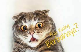 Hukum bulu kucing yang gugur. 7 Bahaya Bulu Kucing Dan Cara Menghindarinya Lengkap