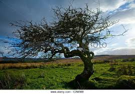 The fruits of some species can be made into jams or tea. Hawthorn Bushes Stock Photos Hawthorn Bushes Stock Images Hawthorn Tree Landscape Trees Magical Tree