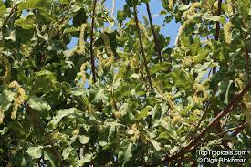 Image result for Pappea capensis