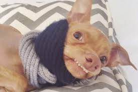 Check spelling or type a new query. Man S Best Dressed Friend Dogs In Autumn Clothes Asos