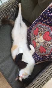 Demet Bayrakgil Adli Kullanicinin Cats And Kittens Panosundaki Pin