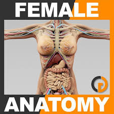 Human Female Complete Anatomy By Gustavo3d Human Female Anatomy 3d Model Realistic De Female Reproductive System Anatomy Female Anatomy Human Muscular System