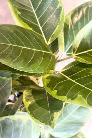 Image result for Ficus stuhlmannii