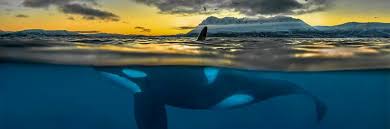 Guardare chad clovis & india summer con categorie amatoriale, pornostar, hardcore. Table Of Contents September 28 2018 361 6409 Science