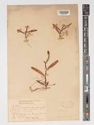 Image result for Equilabium parvum