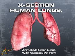 Animated Human Lungs 3d Model Download Royalty Free Science And Medical 3d Models 3d Squirrel Human Lungs 3d Model Model