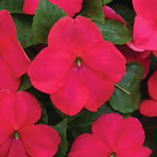 Image result for Impatiens stuhlmannii