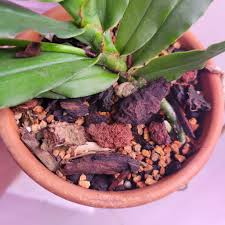 Image result for Cyrtorchis chailluana