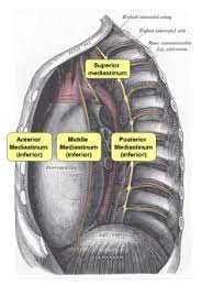 A structure that divides a body part in the centre: Mediastinum Wikipedia
