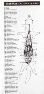 Ferret Anatomy Chart Print 10 Ferret Cute Ferrets