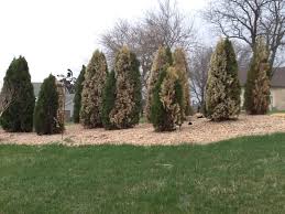 Image result for thuja drying out dead dried symptoms)