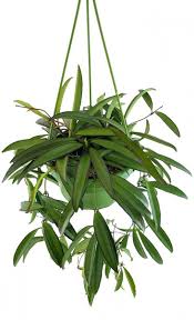 Eine blume entwickelt etwa 15 einzelblüten. Porzellanblume Hoya Wayetii Pflegeleichte Wachsblume Fangblatt Karnivorenshop