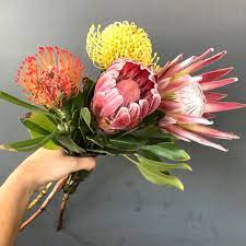 Representing Change And Hope These King Queen And Pincushion Proteas Are Just What We Need To Remind Ourselves Of The Beauty All Flowers King Protea Protea
