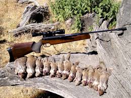 We did not find results for: Which Gamo Pellet Gun Is Right For Me How To Keep Squirrels Out Of Garden Howtokillsquirrels