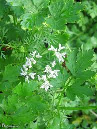 Image result for Coriandrum