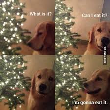 It S That Time Of Year Again For Us Dog Owners Cute Animals Funny Animals Funny Pictures