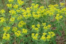 Image result for Euphorbia depauperata