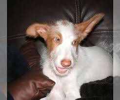 Find ibizan hound puppies and dogs for sale & rehome in the uk near me. View Ad Ibizan Hound Litter Of Puppies For Sale Near Florida Leesburg Usa Adn 122364