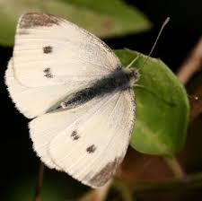 Check spelling or type a new query. Small White Butterfly