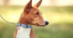10 Best Hypoallergenic Dog Breeds for Kids and People With ...