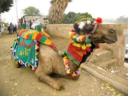 A single person estimated monthly costs are 29,519.54руб (5,978.29eg£) without rent. File How To Dress A Camel In Egypt Jpg Wikimedia Commons